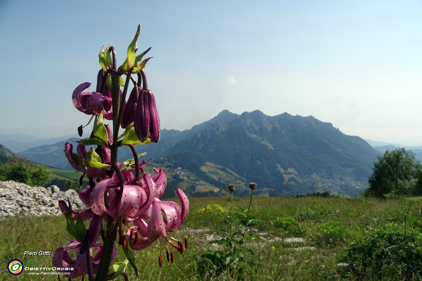 64 Lilium martagon (Giglio martagone) con vista in Alben.JPG -                                